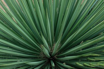 Fototapeta premium Yucca brevifolia's leaves: smooth linear forms with pointed tips and broad bases, showcasing the unique rosetted pattern of this native tree-like shrub