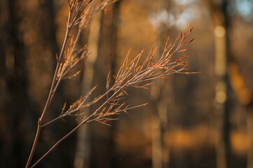 Several small bamboo branches captured together in one shot