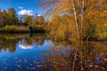 Golden yellow birch foliage softly floating on a tranquil rural pond, creating a peaceful natural backdrop.