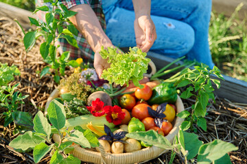 Fototapeta premium Basket with harvest of different fresh vegetables, female hands showing lettuce leaves