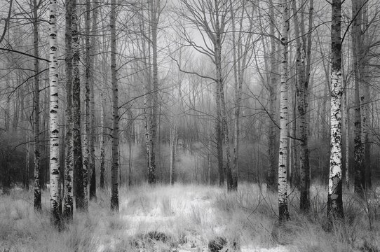Monochrome close-up of birch tree bark
