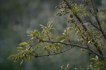 Buds of birch start to blossom