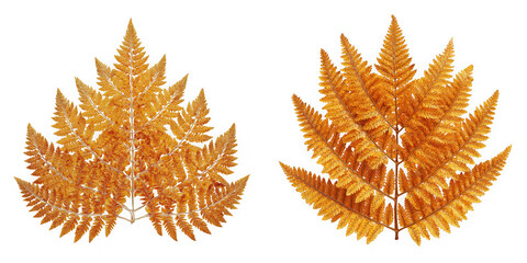 Two golden fern leaves isolated on transparent background
