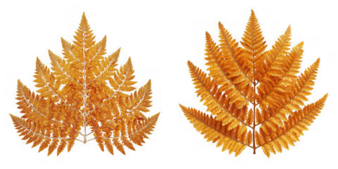 Two golden fern leaves isolated on transparent background