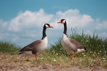 Obraz premium Watching barnacle geese Branta leucopsis on dry sandy terrain during birdwatching