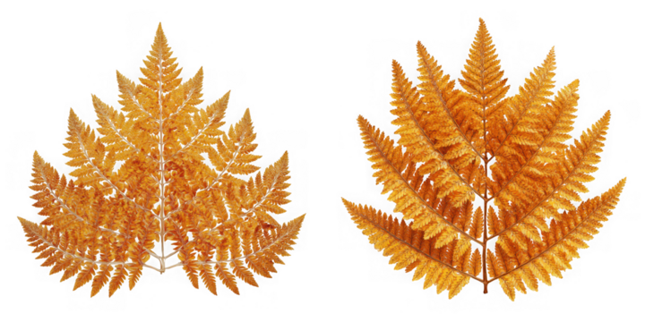 Two golden fern leaves isolated on transparent background