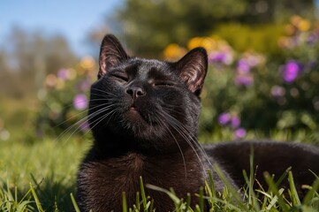 Dark feline enjoying sun outdoors