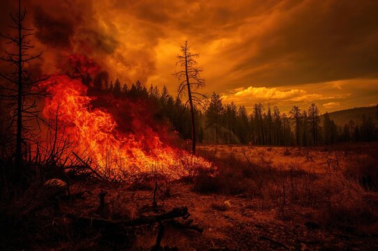 Effects of Blaze in a National Forest Close to CDF Firefighter Eva Marie Schicke Memorial Highway