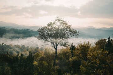 Double-exposure artwork featuring a natural scene created with AI technology