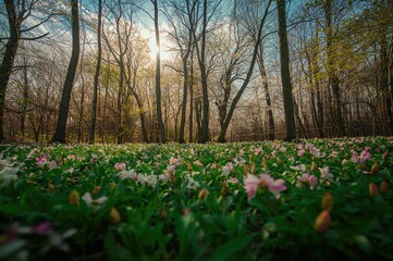 Obraz premium During springtime, the forest's trees are blooming below the canopy.