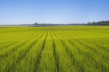 Fototapeta premium A vast expanse of lush greenery extends endlessly, resembling an artist's carefully designed tapestry.