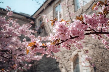 Lovely pink cherry blossoms against an old stone wall backdrop indoors, highlighted by gentle sunlight and soft focus.
