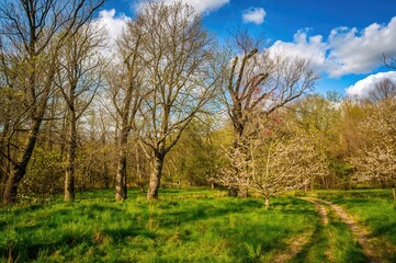 Obraz premium A Woodland Scene in Spring