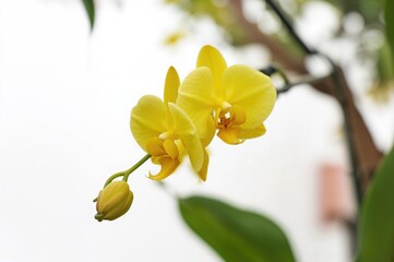 Close-up of yellow vanda orchid suspended on metal wire amid greenery