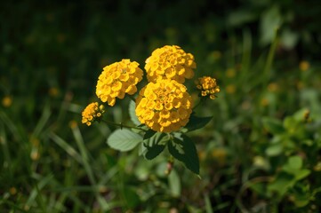 Bright yellow lantana blossoms in a garden setting