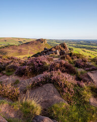 The Roaches in the Late Summer, looking over the Purple Heather in the Peak District