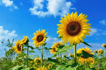 Fototapeta premium Gorgeous Yellow Blossoms Under a Clear Azure Sky