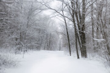 Fototapeta premium Gorgeous snowy scenery with frosted trees in winter. Artistic focus and soft lighting. Winter backdrop for creative projects.