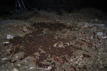 Guano Deposits on Loft Insulation