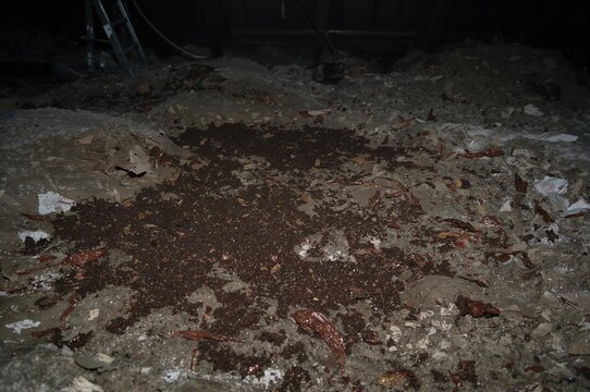 Guano Deposits on Loft Insulation