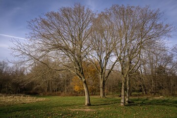 Obraz premium Leafless trees in an autumn park setting