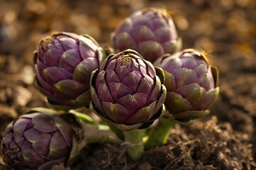 Fototapeta premium Close-up shot of newly harvested artichokes highlighting natural textures and eco-friendly cultivation in gentle sunlight, ideal for themes of green living and nutritious food.