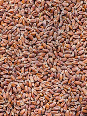 Purple-grained wheat