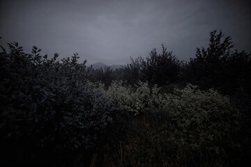 Fototapeta premium Twilight Silhouette of Hazelnut Bush Against a Grey Sky