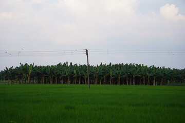 Fototapeta premium Banana Trees and Utility Pole in Green Agricultural Field