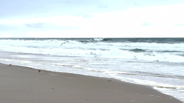 Seagulls flying over and plovers running on the beach as the Ocean waves roll on to the shore with sound