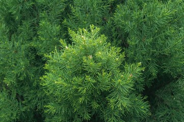 Thuja occidentalis, commonly called eastern white cedar or arborvitae, is a coniferous evergreen tree belonging to the cypress family Cupressaceae