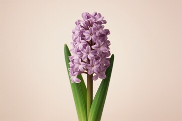 Fototapeta premium Hyacinth blossom isolated on white background, springtime plant beauty