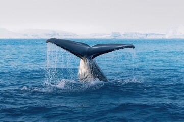 Fototapeta premium Whale with a tail diving deep in the clear blue sea