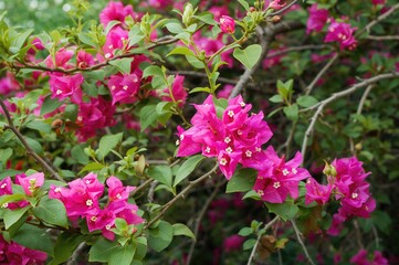 Bougainvillea is a thorny semi-creeping perennial shrub with alternately arranged leaves and branches, shown here with a dark pin.