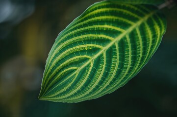 Detailed view of a leaf with green stripes