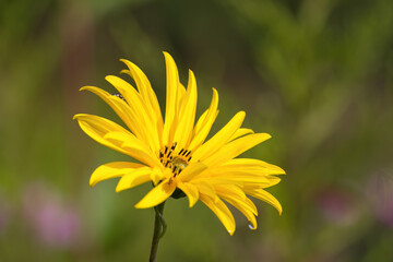 Obraz premium magnificent type of sunflower, mature sunflower in full bloom with many seeds, flowering sunflower, large yellow flower with many seeds, Helianthus annuus