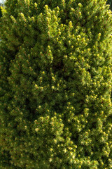 green leaves background