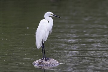 Serene white egret resting on a stone amidst calm water, showcasing its pristine feathers and sleek dark beak in a quiet nature scene.