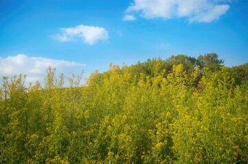 Yellow mustard flowers bloom among green trees under a clear blue sky.