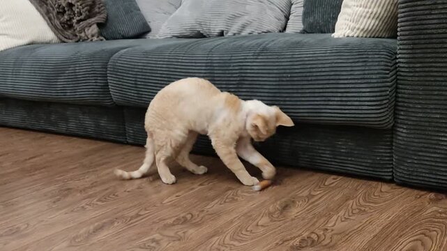 Red Devon Rex kitten with blue eyes playing with a spool of thread rolled under the sofa