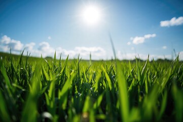 Obraz premium Sun shining over green grass under a clear blue sky