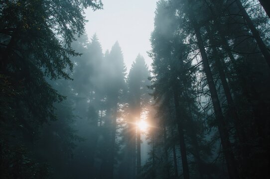 Dense pine woods shrouded in early morning fog in a humid mountainous region.