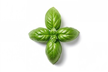 Fototapeta premium Top view of vibrant green basil leaves on a white backdrop