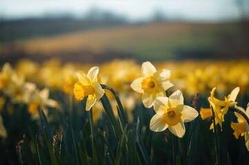 Fototapeta premium Close-up of blooming daffodils with a dimly lit backdrop