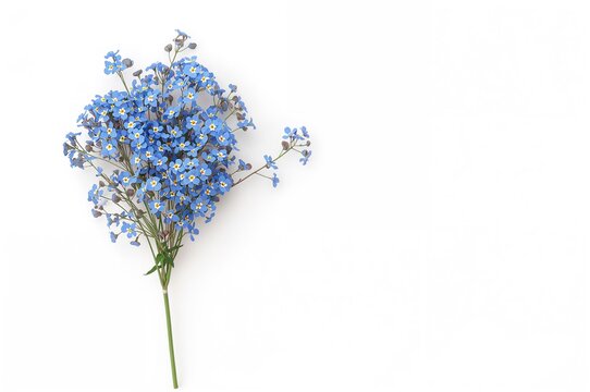 Bouquet of small blue flowers with blank area for writing
