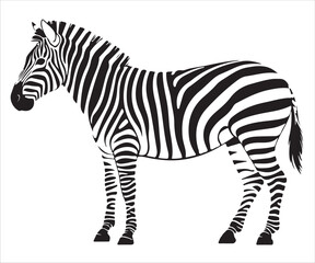 Detailed black and white zebra vector illustration with unique striped pattern, standing side view, isolated on white background for design and decoration use