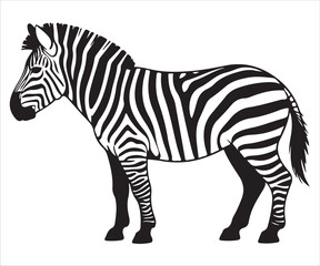 Realistic zebra illustration with bold black and white striped body in side profile on white background