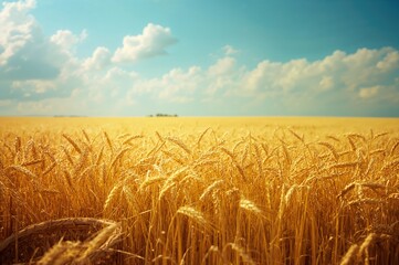 Fototapeta premium Field of ripe wheat under a clear blue sky