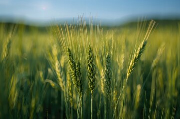 Naklejka premium Close-up shot of a lush green wheat crop