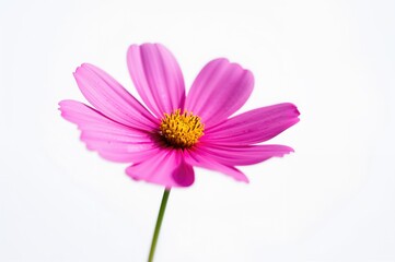 Fototapeta premium Close-up view of a Garden cosmos flower on a simple backdrop